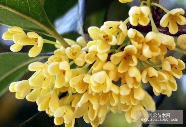 早花型桂花的嫁接培育