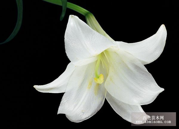 留种百合贮藏要点