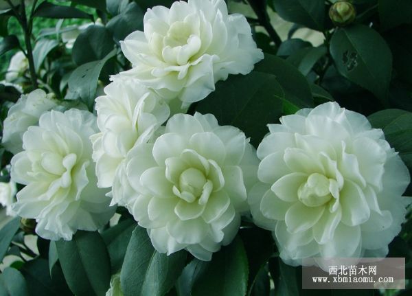 茶花管理十问十答（2）