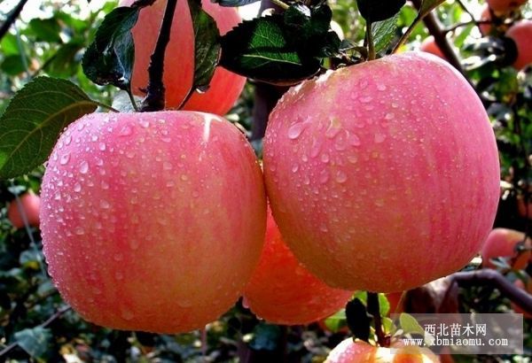 红富士苹果发芽前到套袋前喷药方案
