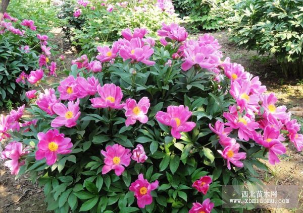 芍药怎样种植？