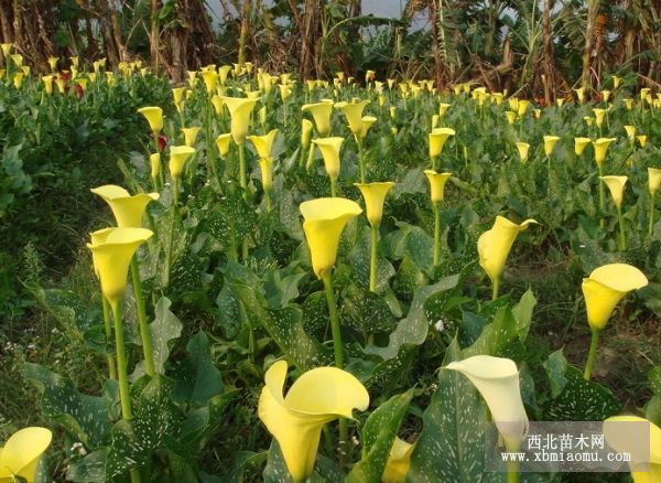 彩色马蹄莲杂交品种的切花生产