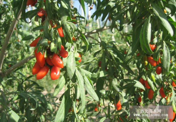 枸杞（Lycium chinense）的介绍