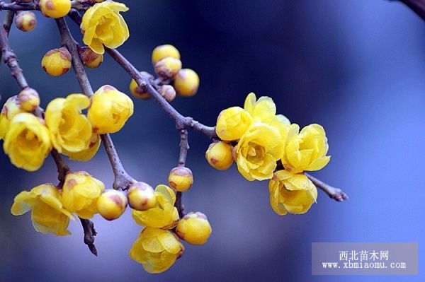 荀秀才送蜡梅十枝奇甚为赋此诗（宋·陆游）