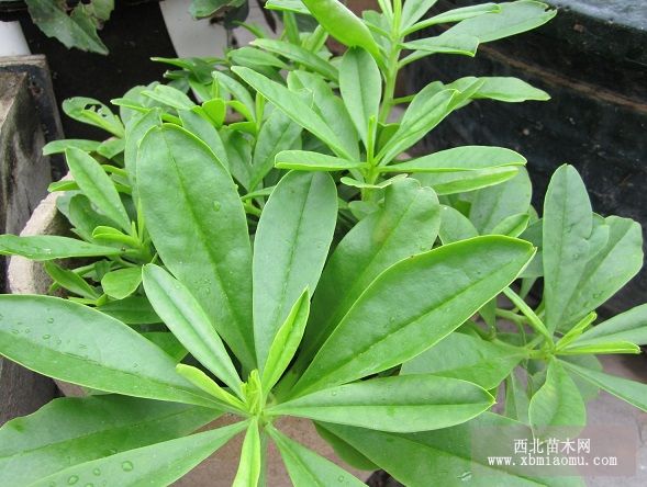 人参菜栽培技术