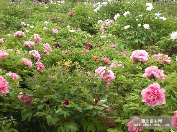 怕涝花木栽培管理