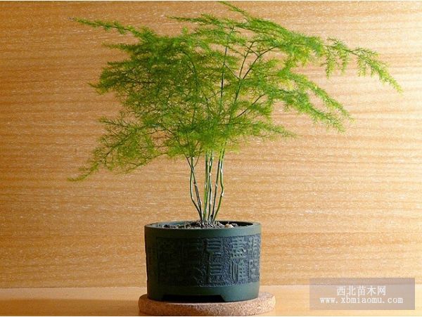 养好文竹小经验