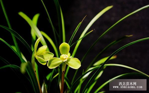 八月兰花栽培技术要点