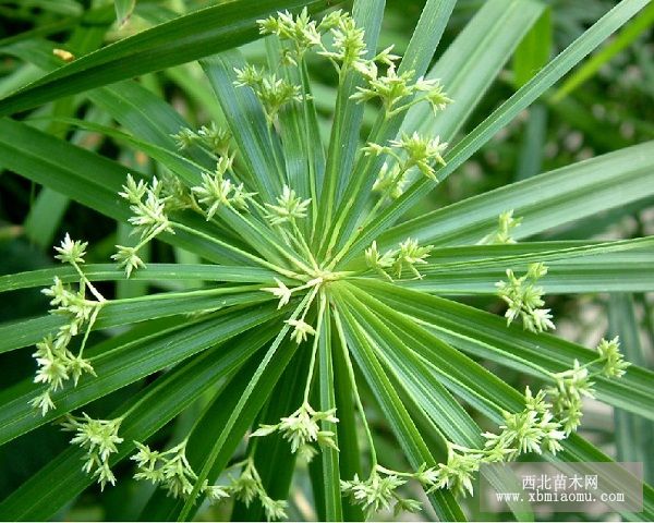 旱伞草的栽培