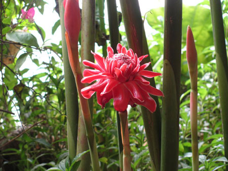 花卉植物瓷玫瑰怎么繁殖？瓷玫瑰的繁殖方法介绍