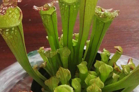 瓶子草种子怎么种，什么时候播种