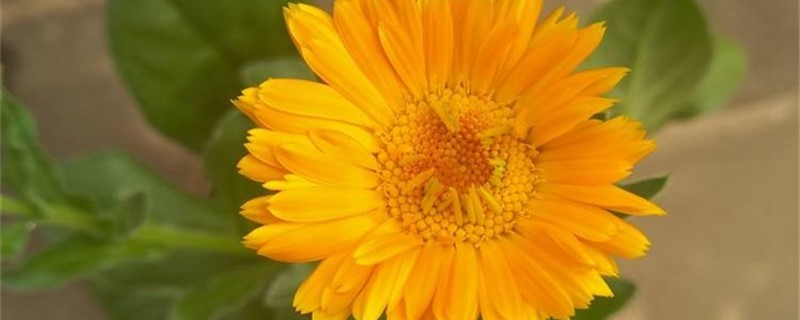 金盏菊种子的种植方法，什么时候播种最好