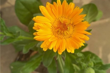 金盏菊种子的种植方法，什么时候播种最好
