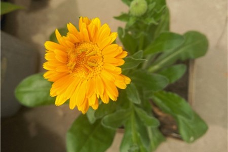 金盏菊种子的种植方法，什么时候播种最好