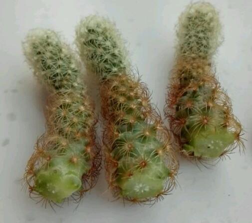 金手指多肉植物怎么繁殖
