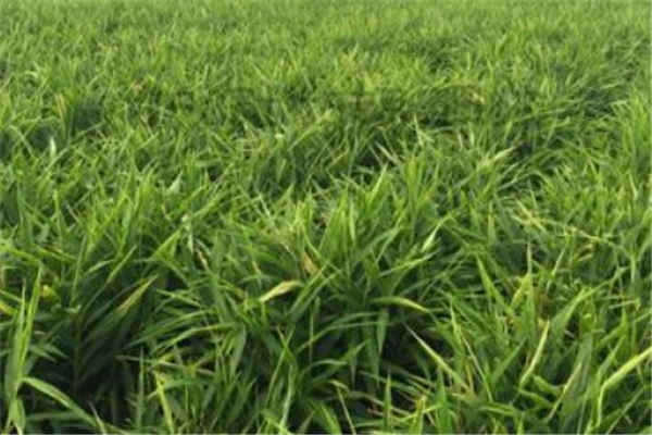 生姜种植最佳时间和方法及注意事项 什么季节播种好