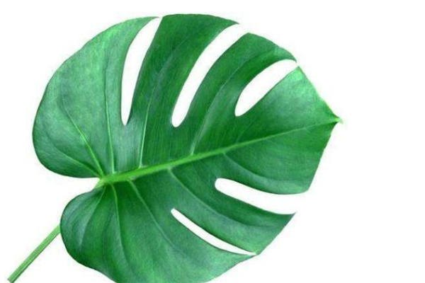 龟背竹气根繁殖方法是什么