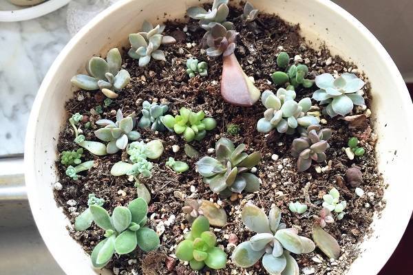夏天多肉叶插怎么浇水 怎么样做成活率高