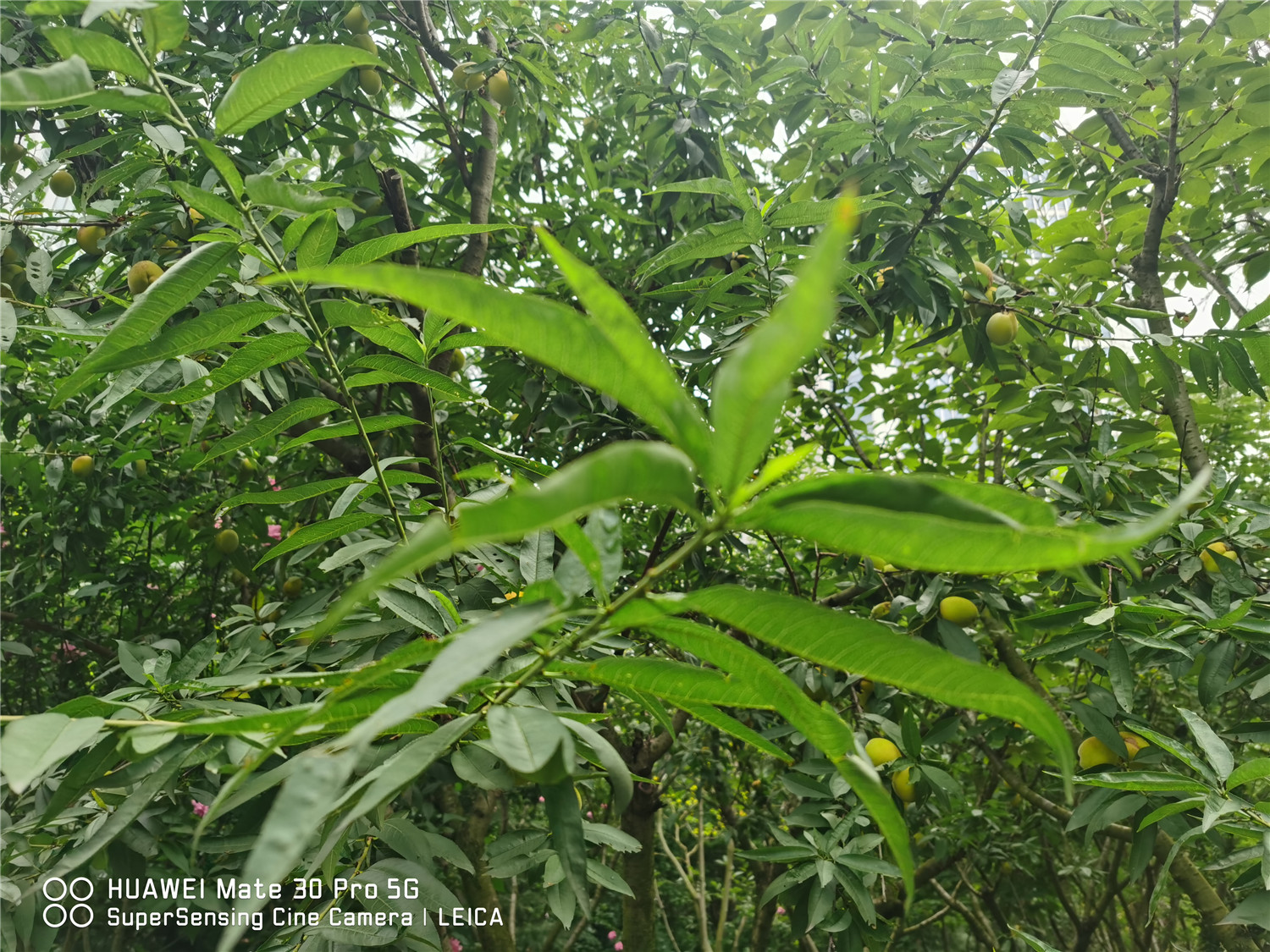 怎样嫁接桃树，嫁接的最佳时间