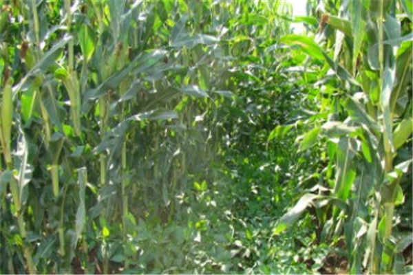 大豆种植最佳时间和方法及注意事项 什么季节播种好