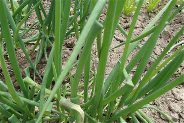 小葱种植最佳时间和方法及注意事项 什么季节播种好