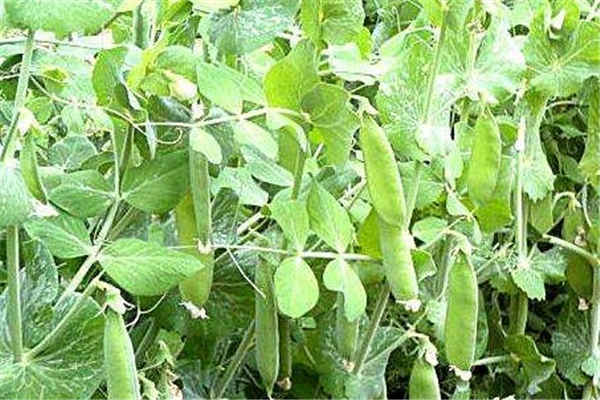 豌豆种植最佳时间和方法及注意事项 什么季节播种好