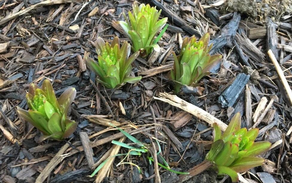 百合花怎么繁殖？教你几招百合花的培育方式。
