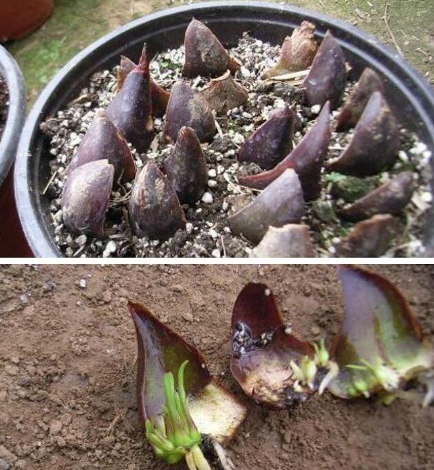 百合花怎么繁殖？教你几招百合花的培育方式。