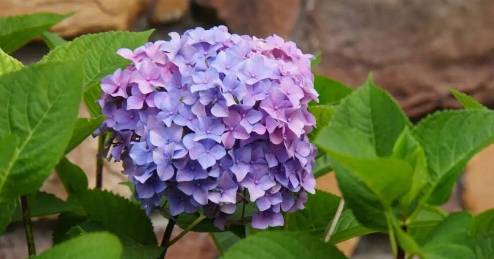 绣球花怎么扦插？绣球花怎么种植？