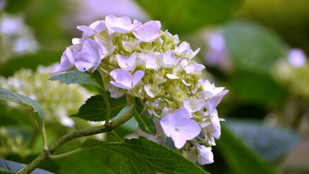 绣球花怎么扦插？绣球花怎么种植？
