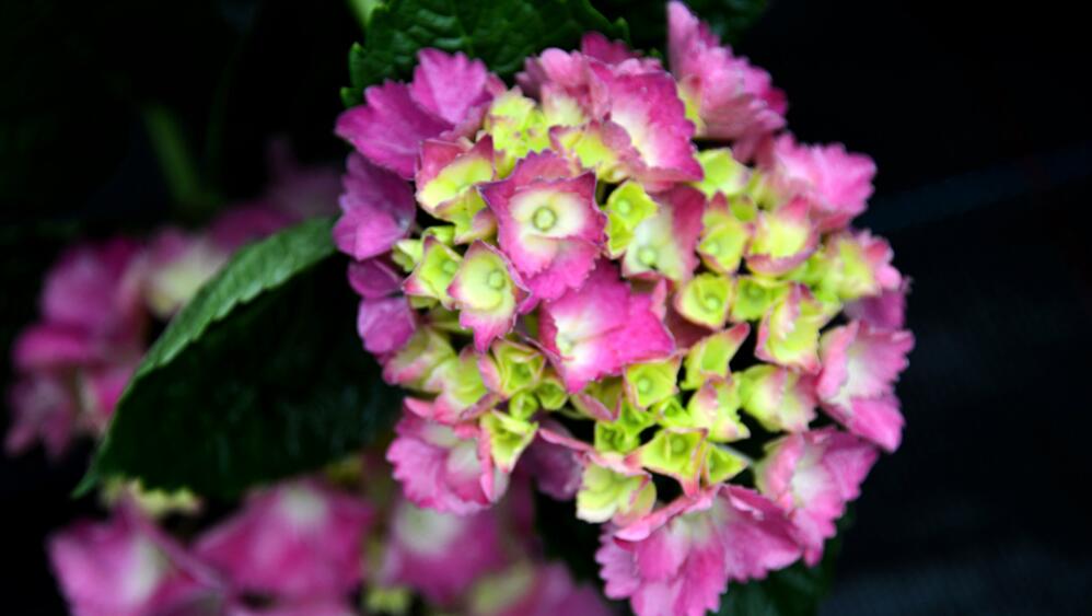绣球花怎么扦插？绣球花怎么种植？