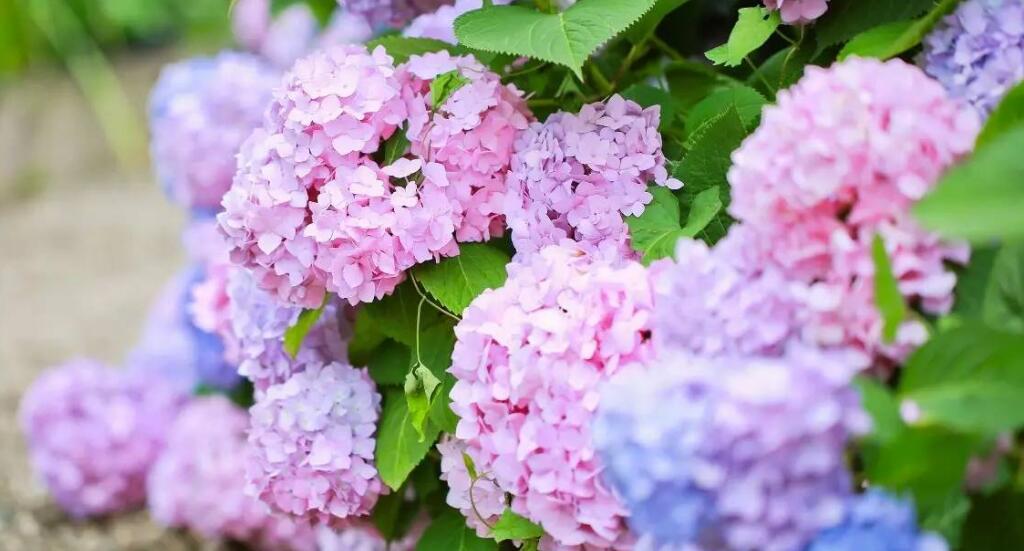 绣球花怎么扦插？绣球花怎么种植？