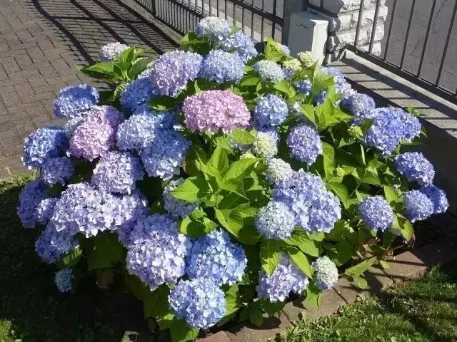 绣球花怎么种植？绣球花扦插方法及种植诀窍！