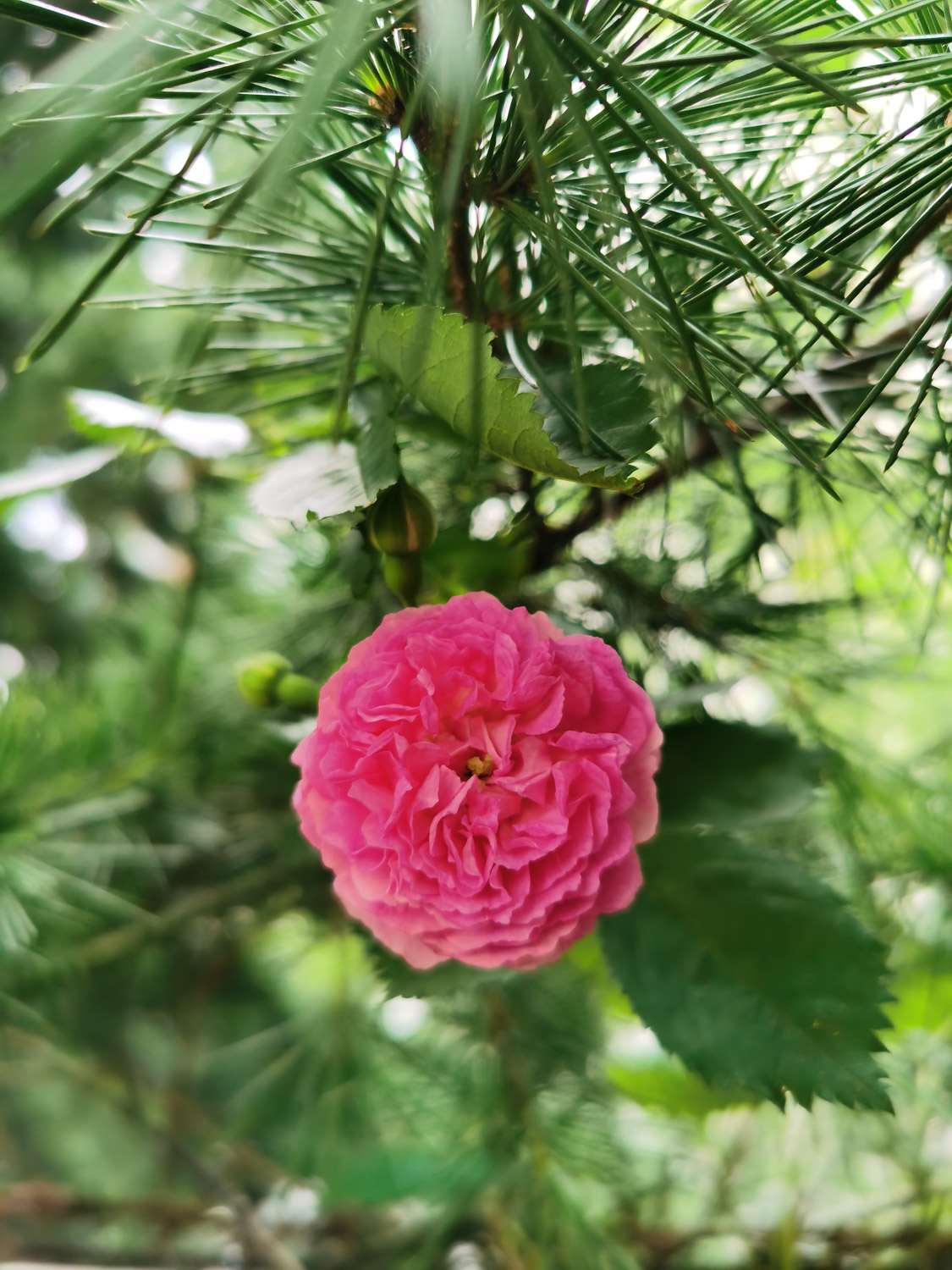 蔷薇种子快速催芽方法，怎么播种
