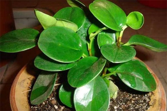 碧玉植物怎么枝插？碧玉植物4个步骤枝插