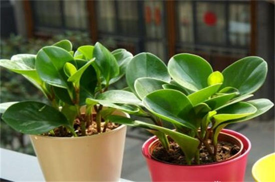碧玉植物怎么枝插？碧玉植物4个步骤枝插