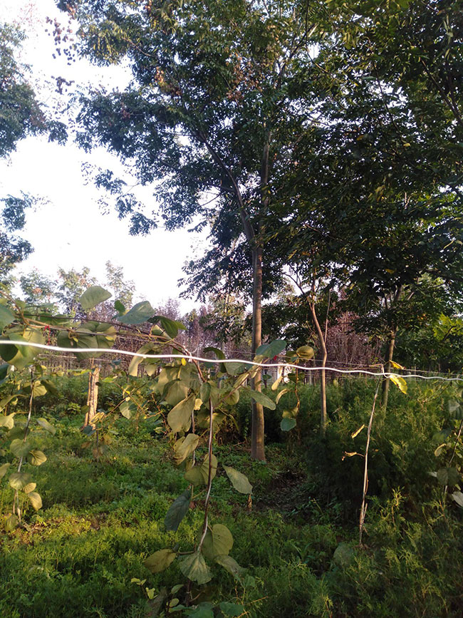 黄山栾树特点有哪些？黄山栾树特征简介