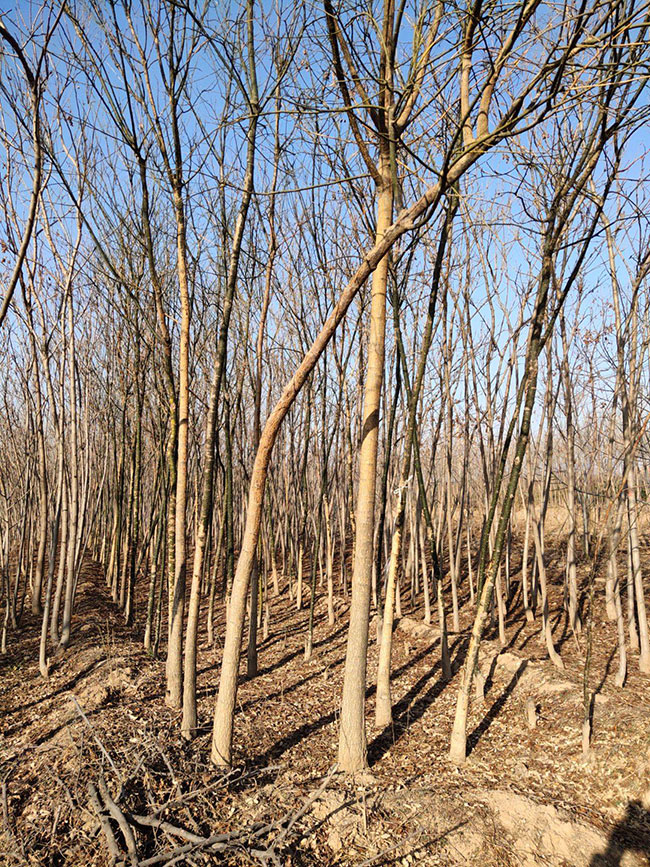 黄山栾树特点有哪些？黄山栾树特征简介