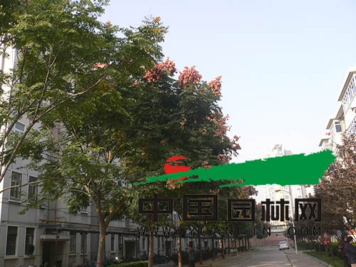 同样是黄山栾树 为何成活率区别这么大