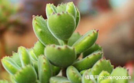 多肉熊童子怎么叶插，多肉熊童子的叶插方法