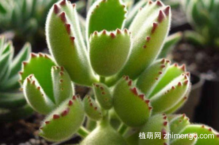 多肉熊童子怎么叶插，多肉熊童子的叶插方法