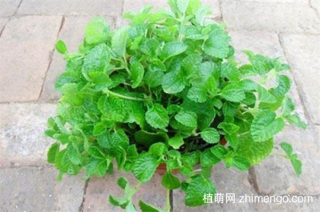 吸毒草怎么繁殖，吸毒草繁殖方法