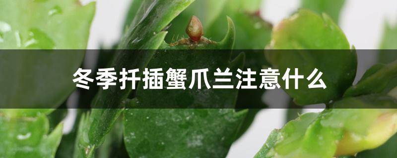 冬季扦插蟹爪兰注意什么