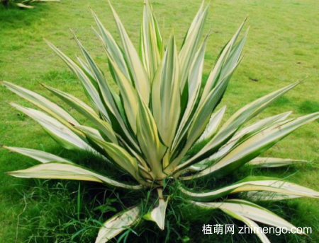 金边龙舌兰的繁殖方法，三种方式繁殖