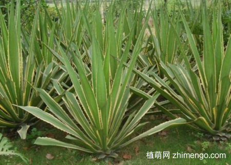 金边龙舌兰的繁殖方法，三种方式繁殖