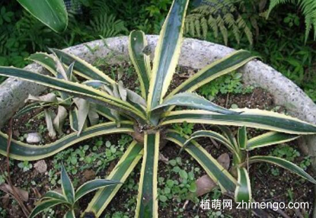 金边龙舌兰的繁殖方法，三种方式繁殖