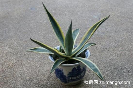 金边龙舌兰的繁殖方法，三种方式繁殖