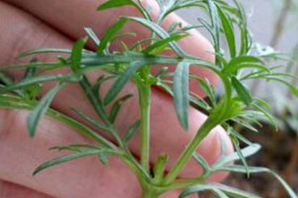 波斯菊什么时候播种 波斯菊怎么摘心