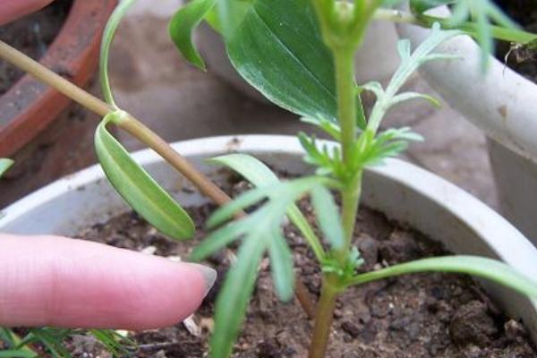 波斯菊什么时候播种 波斯菊怎么摘心