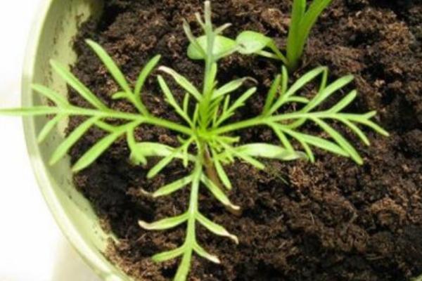波斯菊什么时候播种 波斯菊怎么摘心